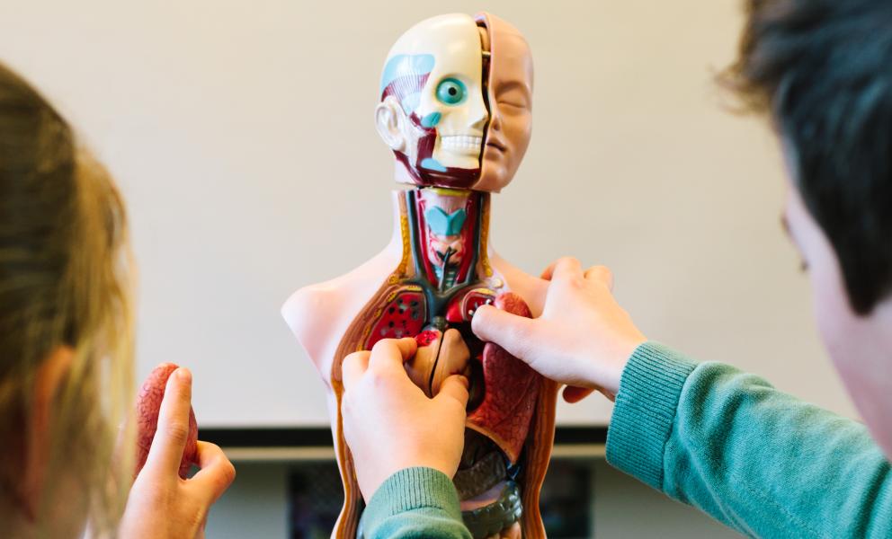 Kinderen bestuderen samen de anatomie van het menselijk lichaam op een pop